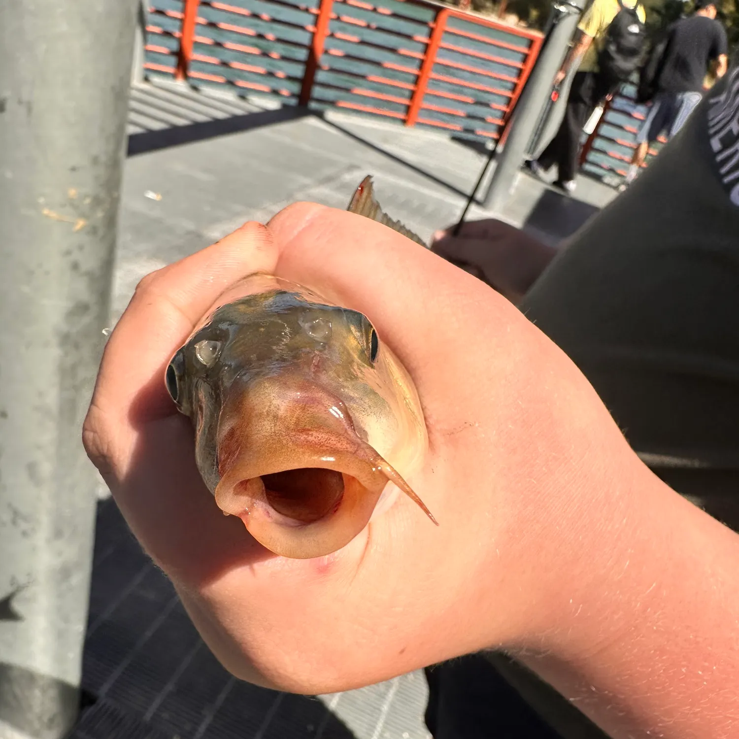catch