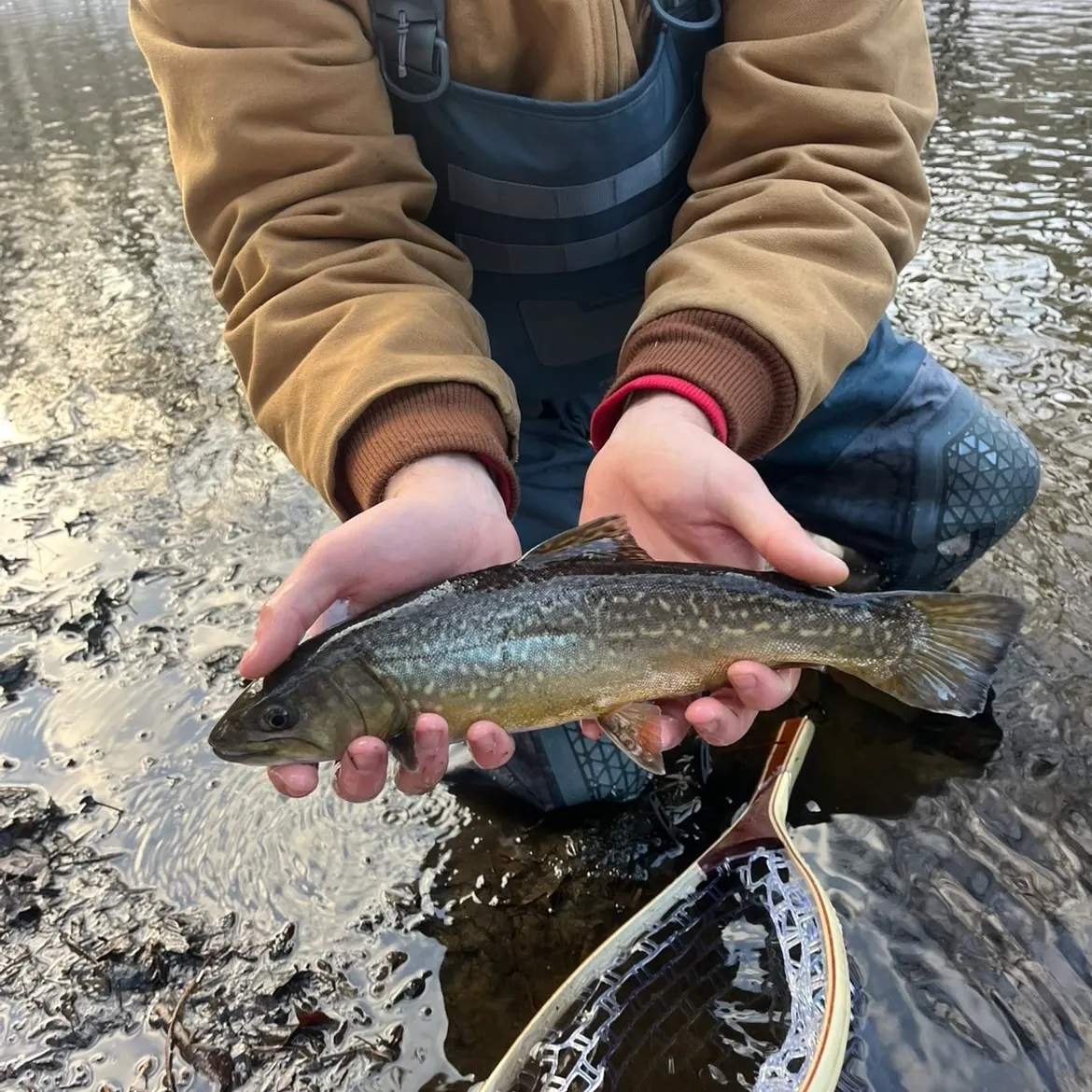 The most recent Tiger trout catches on Fishbrain