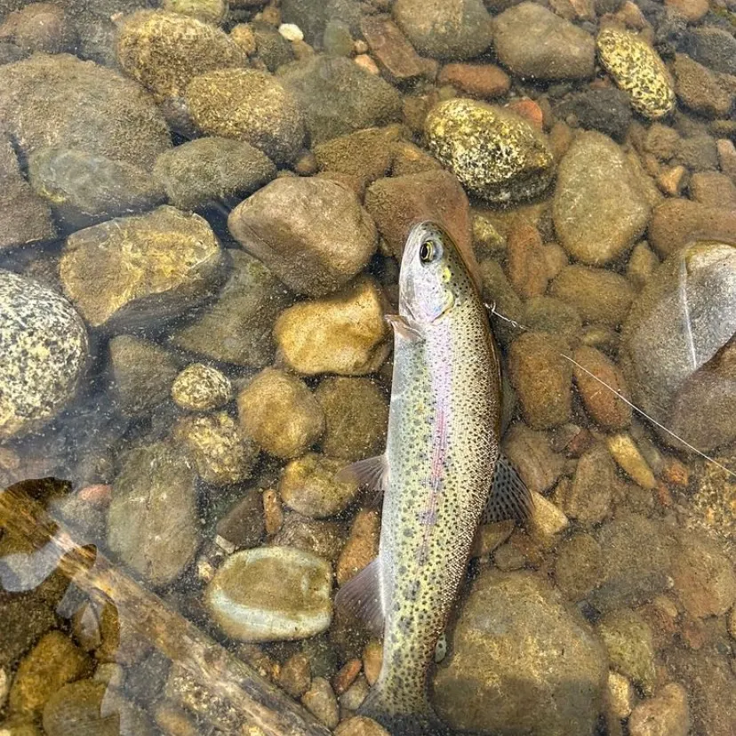 The most recent Great basin redband trout catches on Fishbrain