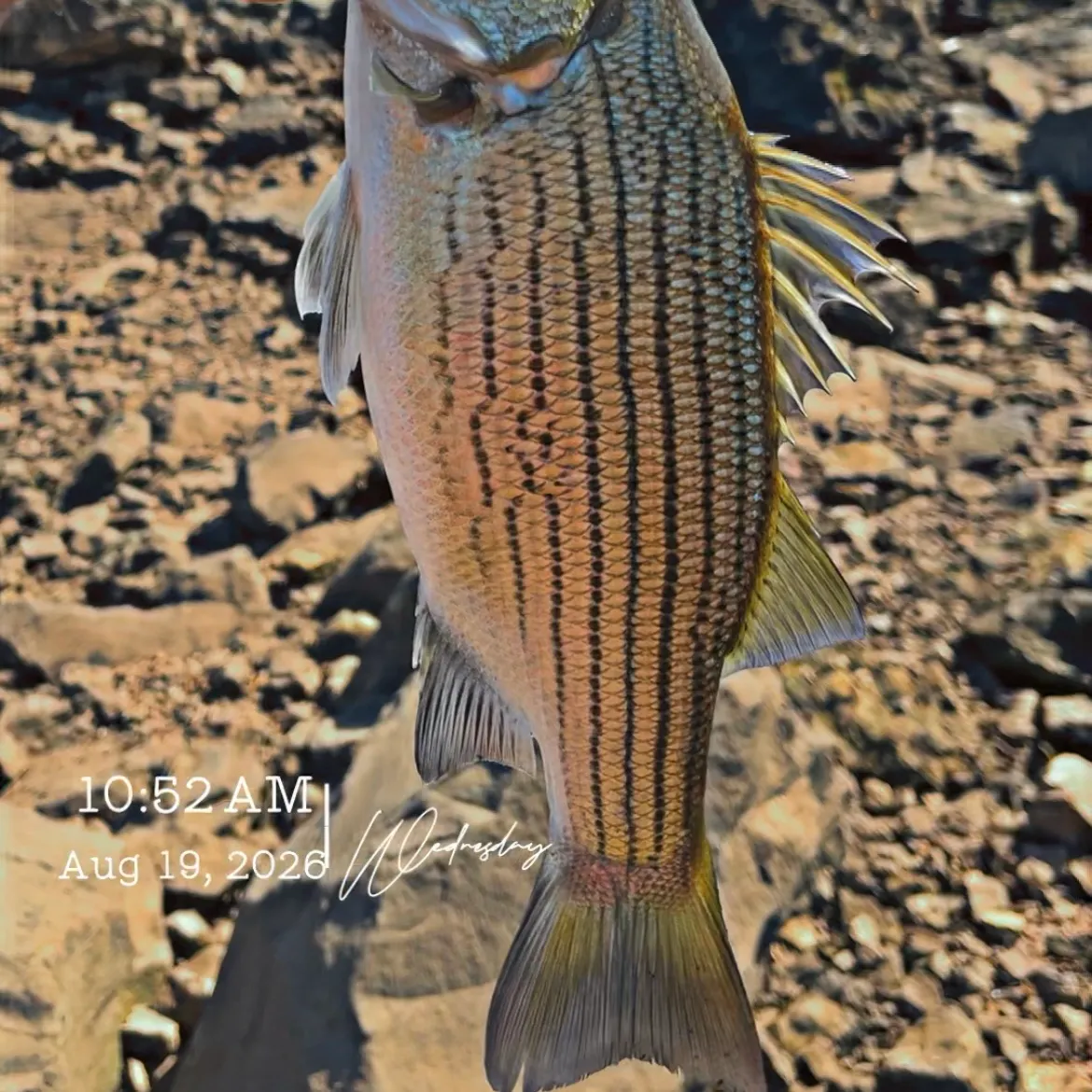 Wiper caught on Fishbrain
