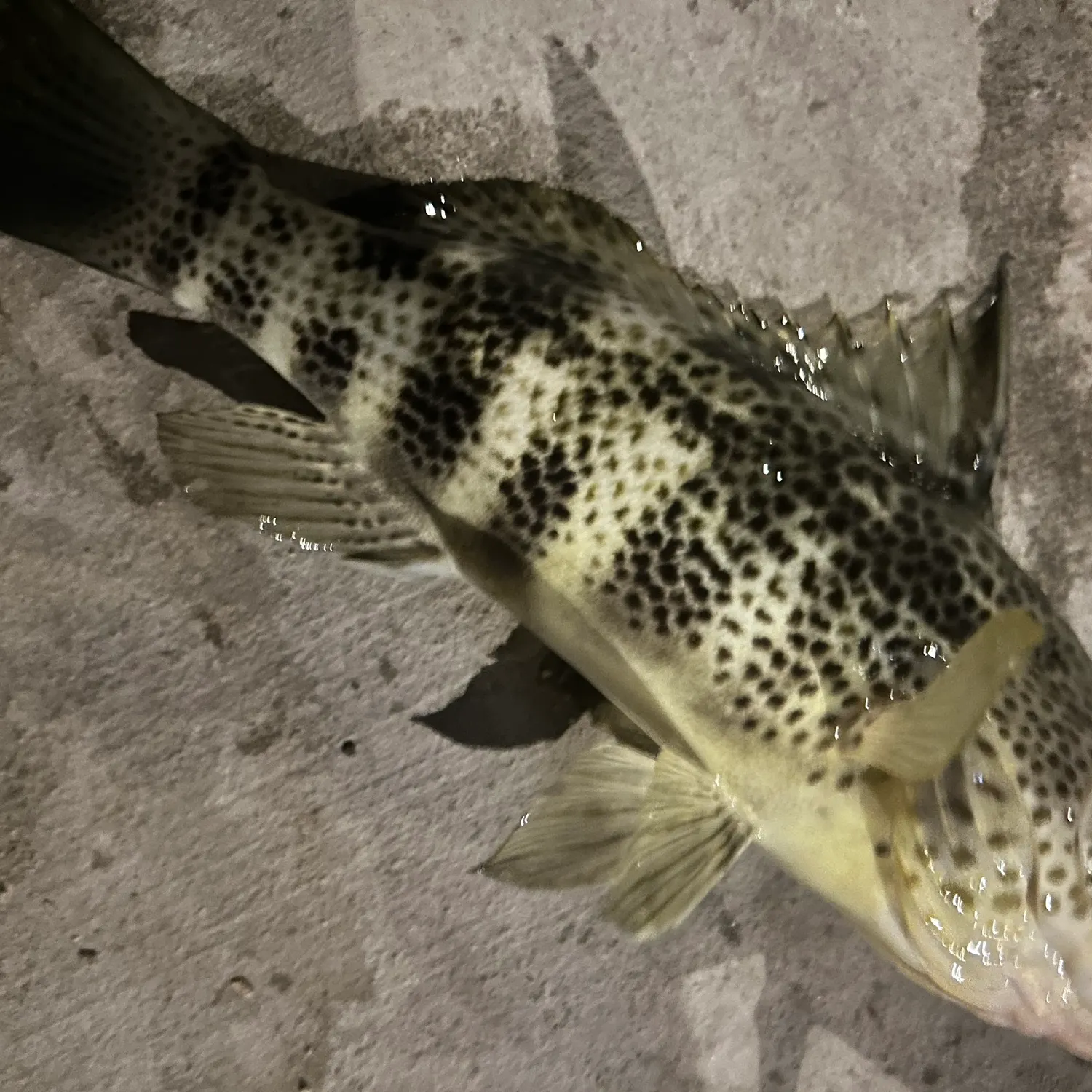 The most recent Spotted sand bass catches on Fishbrain