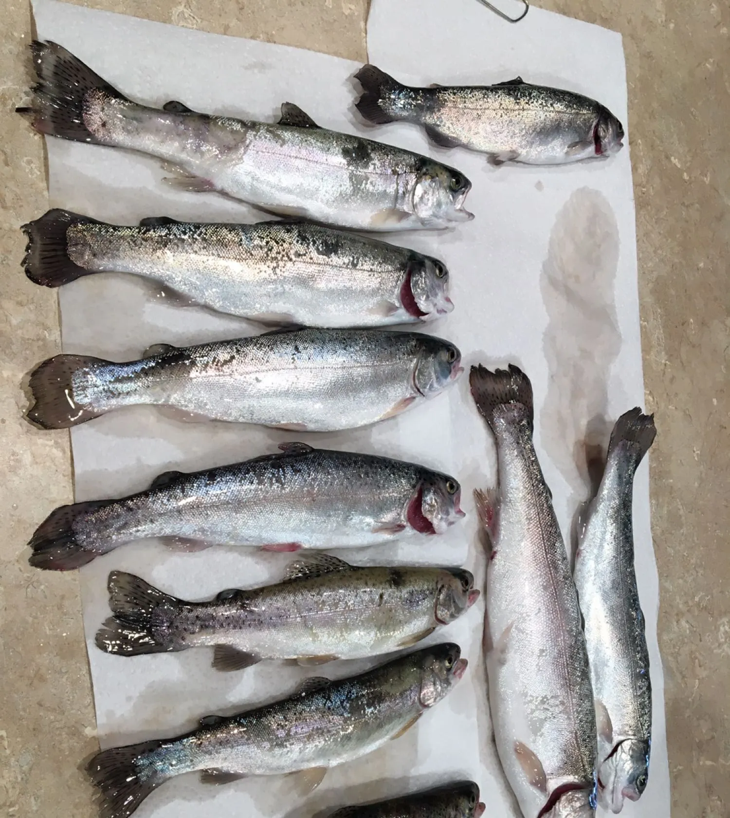 recently logged catches