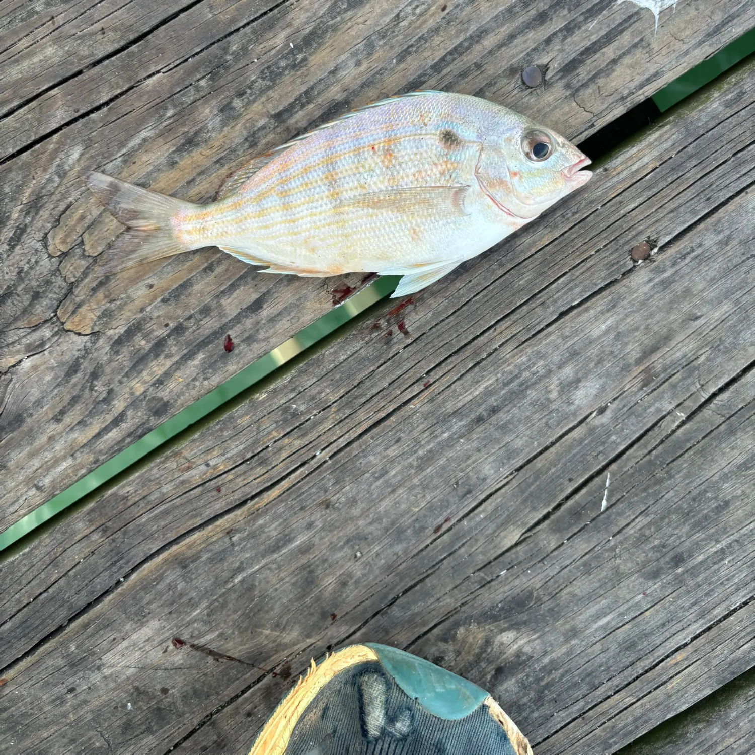 Pinfish caught on Fishbrain