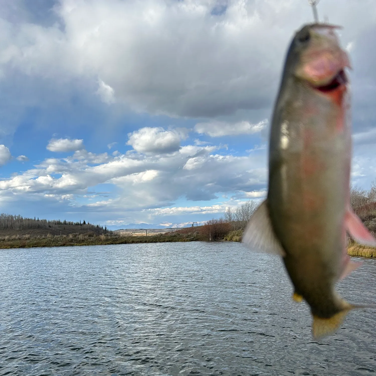 Cutthroat trout caught on Fishbrain