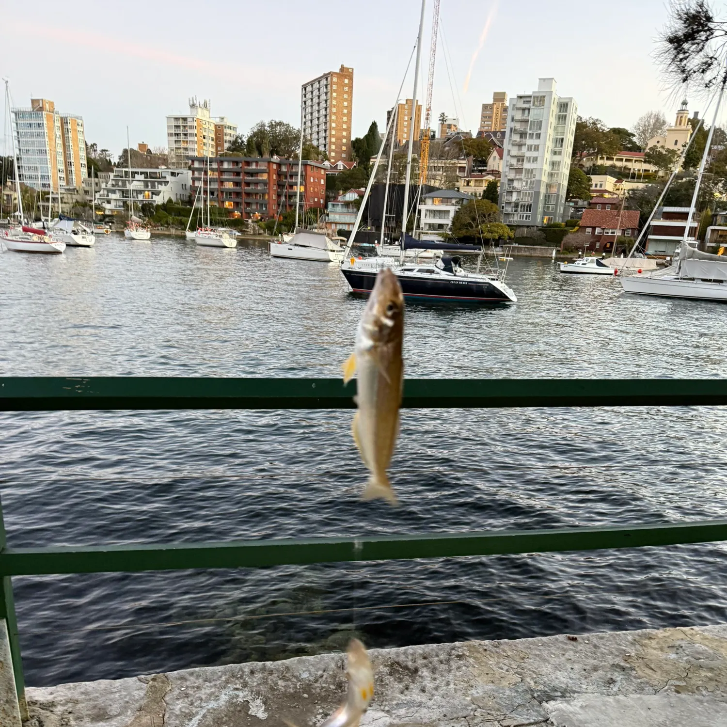 The most recent Sand sillago catches on Fishbrain