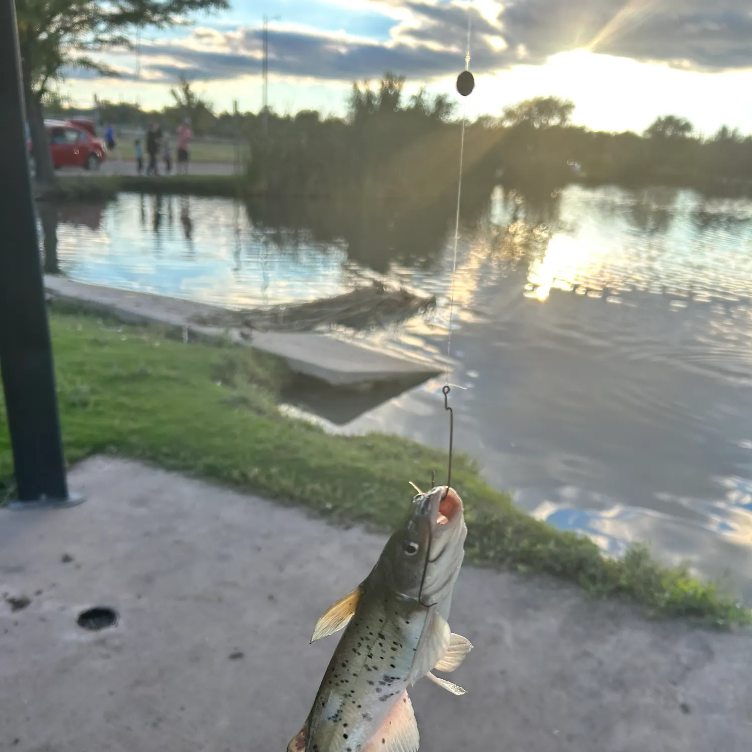 Channel catfish caught on Fishbrain