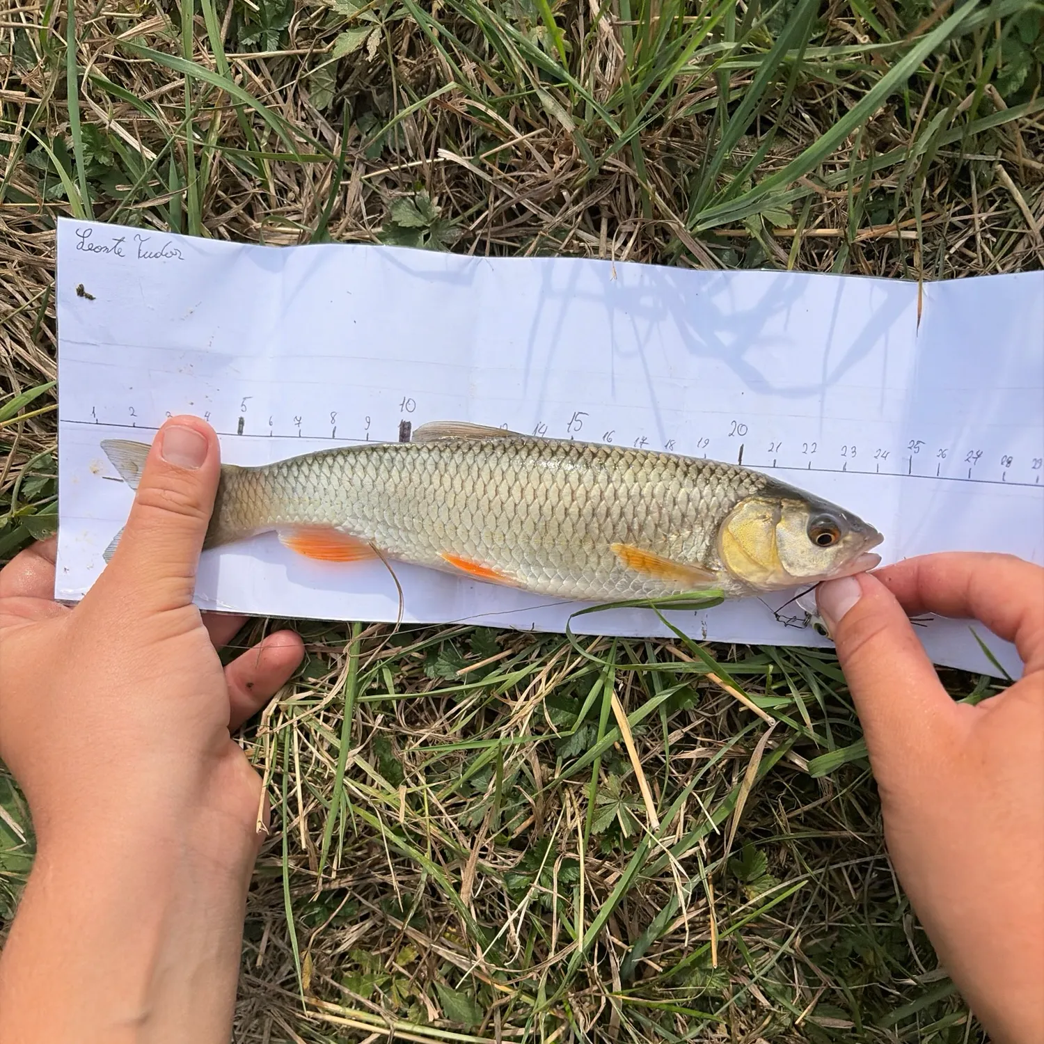European chub caught on Fishbrain