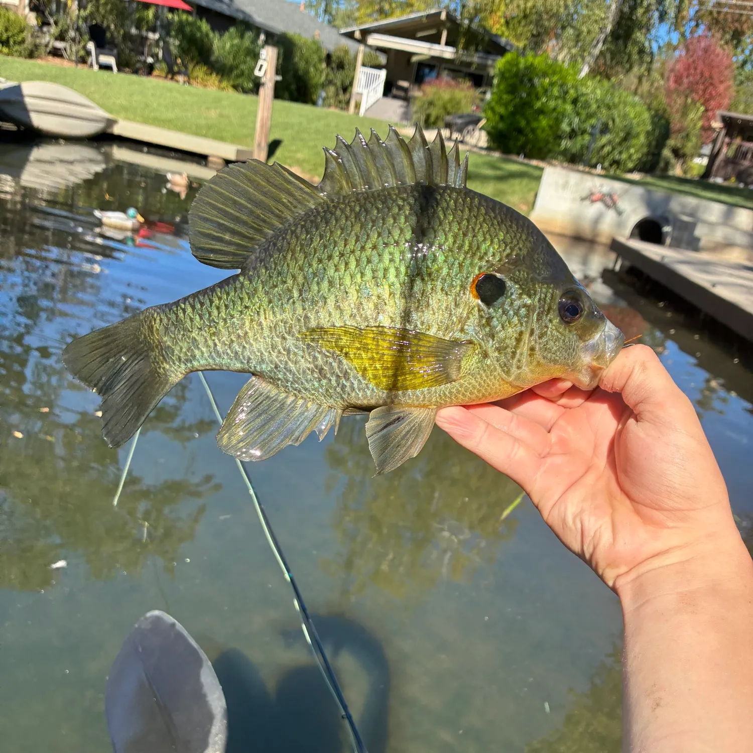 Redear sunfish caught on Fishbrain