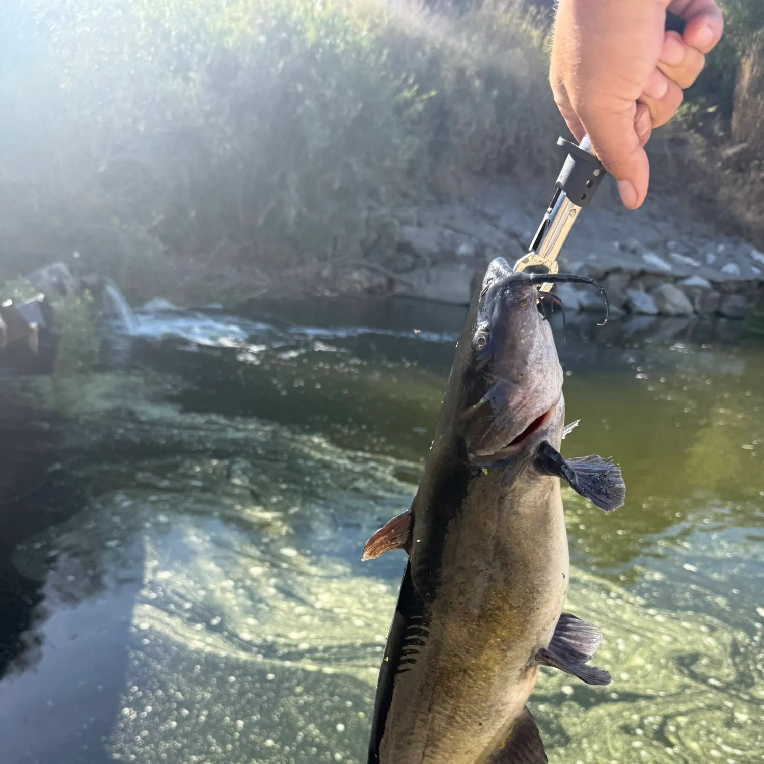 Channel catfish caught on Fishbrain