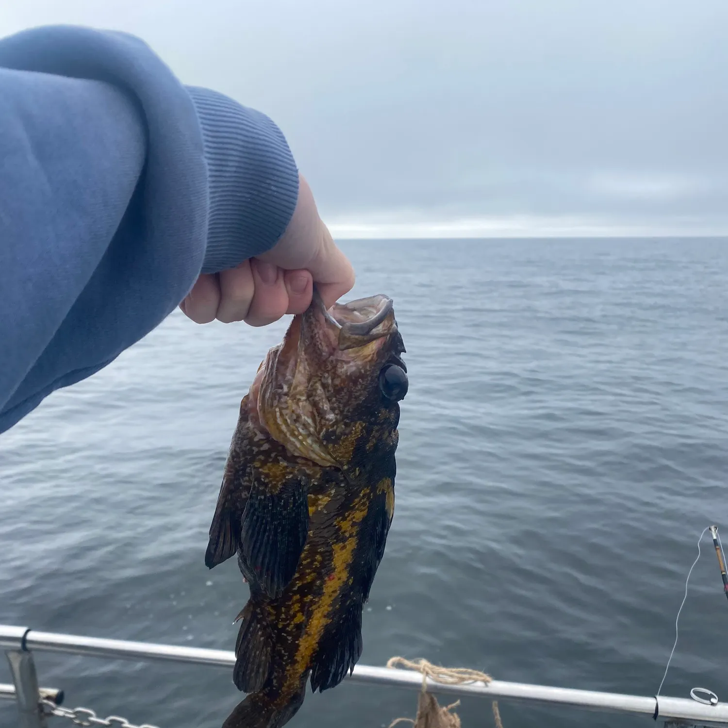 The most recent China rockfish catches on Fishbrain