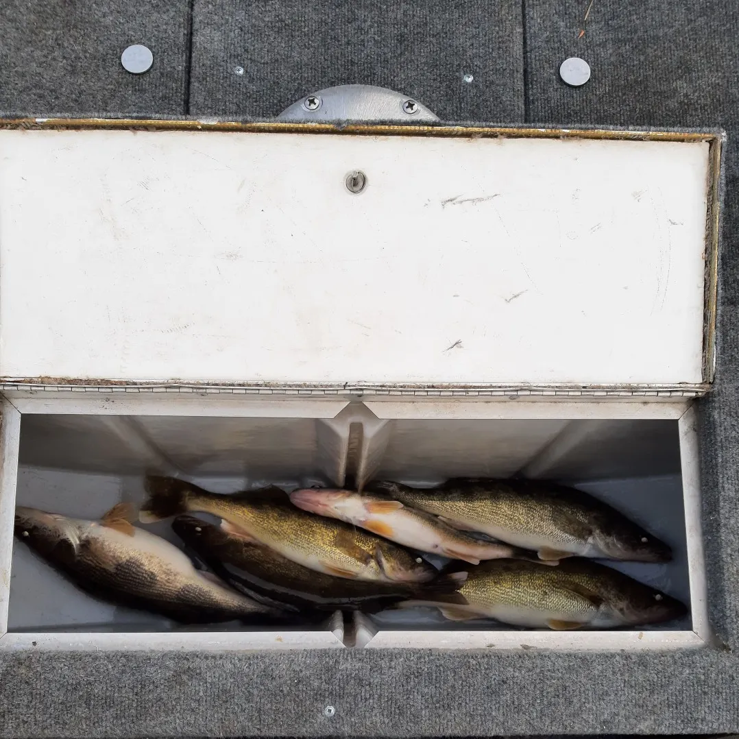 angler catch
