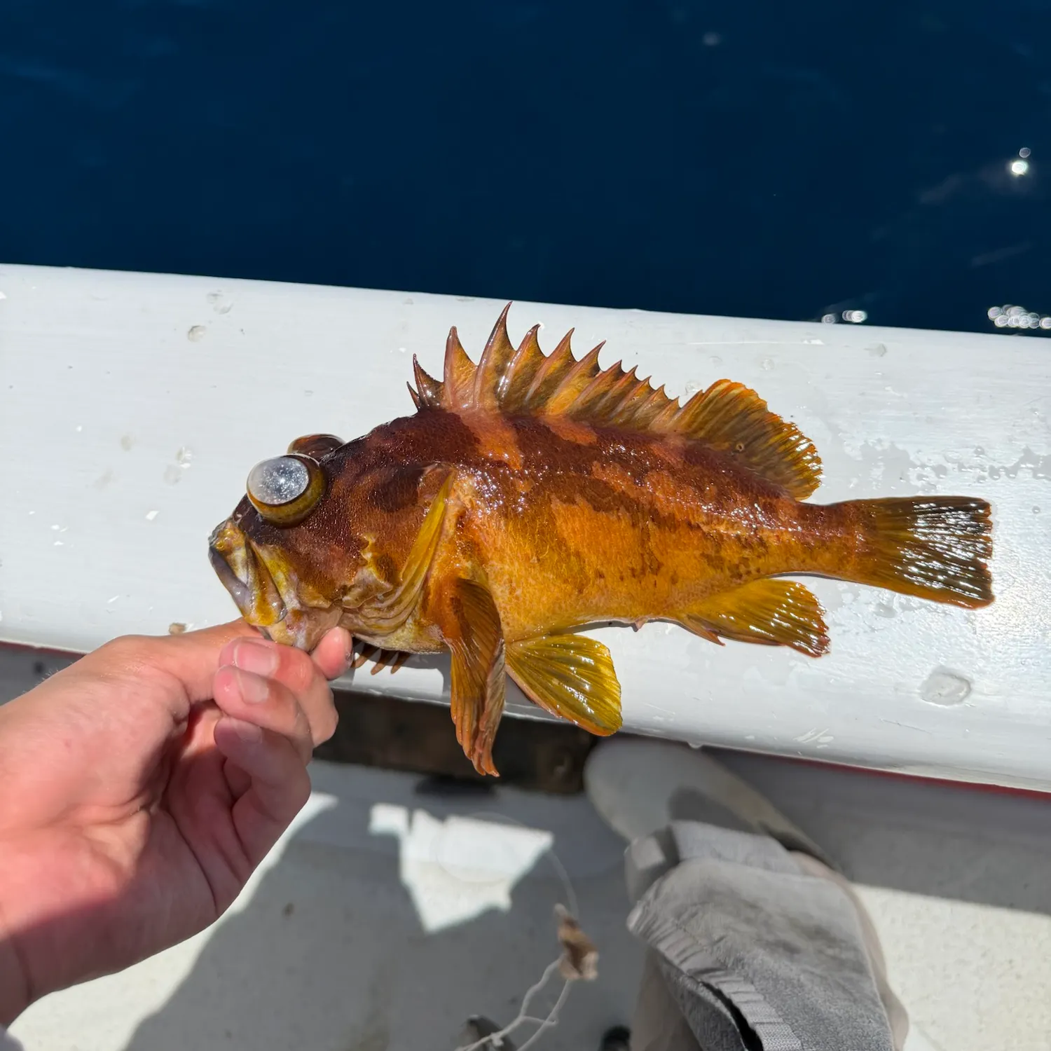 The most recent Gopher rockfish catches on Fishbrain