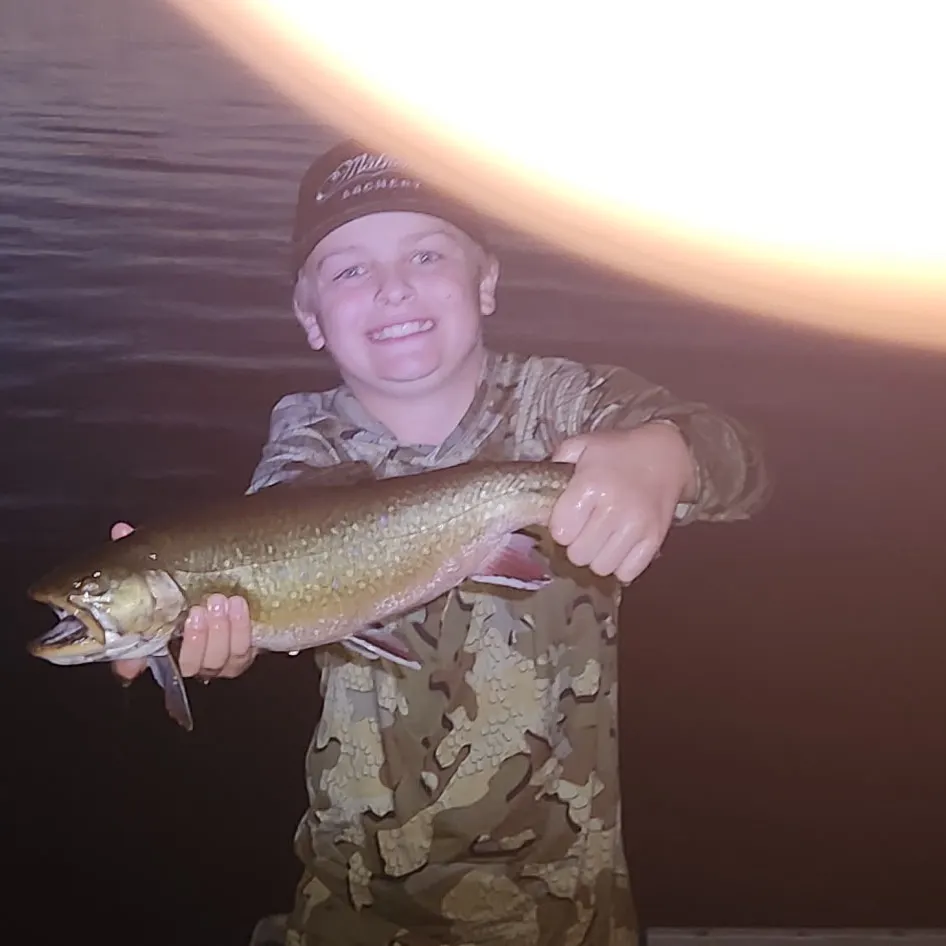 Brook trout caught on Fishbrain