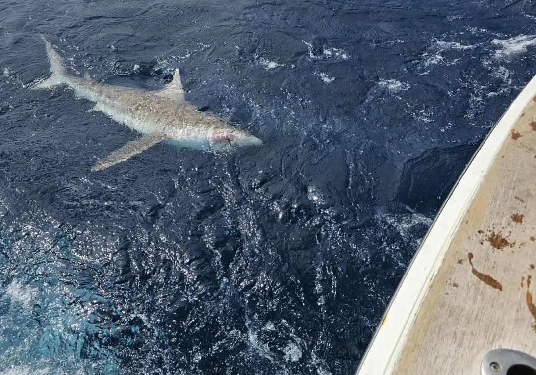 Dusky shark