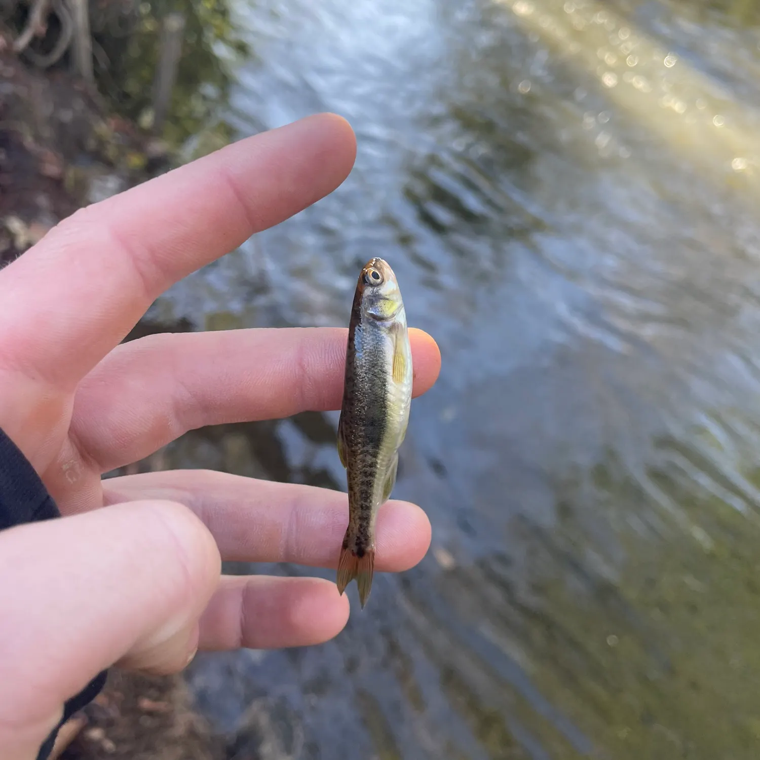 The most recent Eurasian minnow catches on Fishbrain