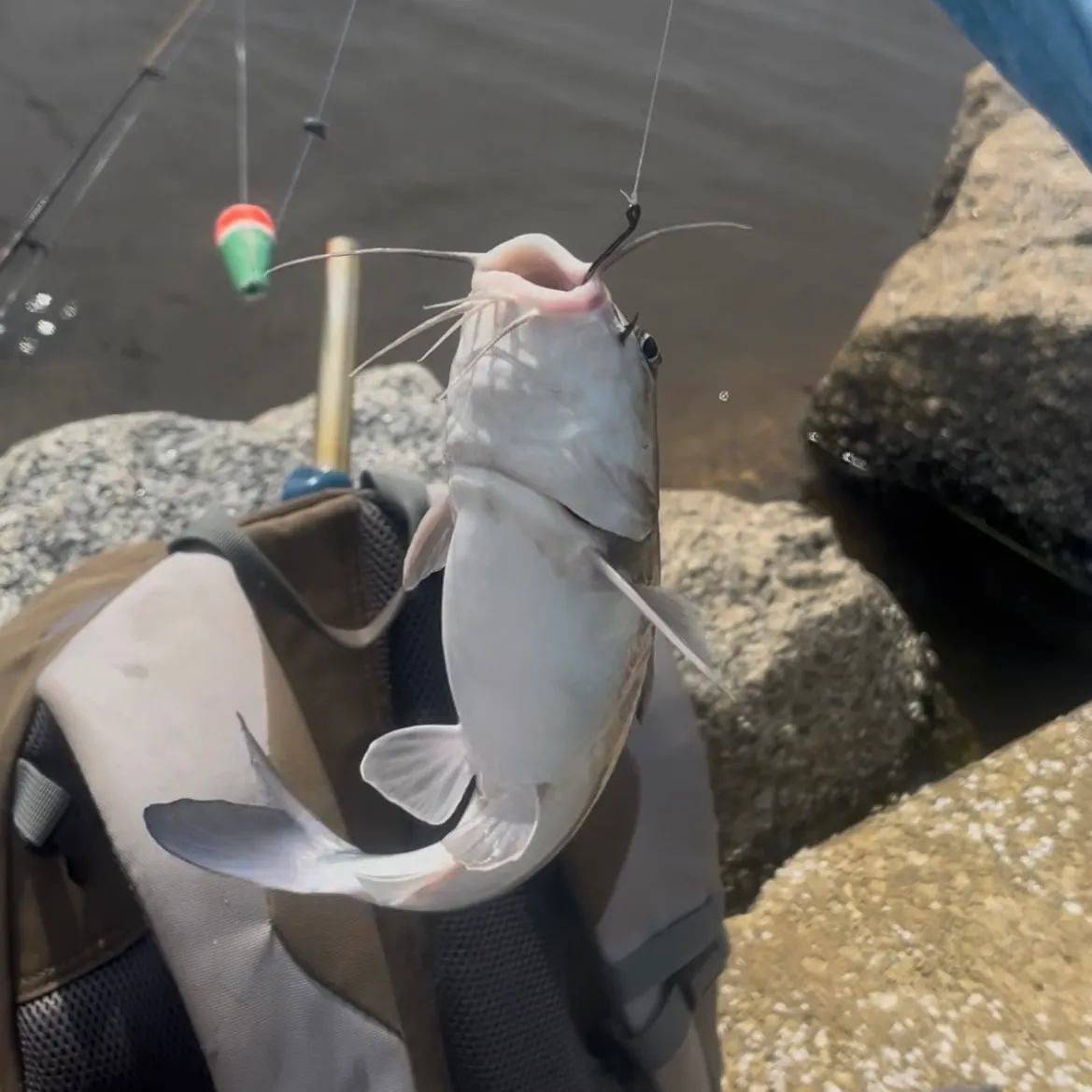Hardhead sea catfish caught on Fishbrain