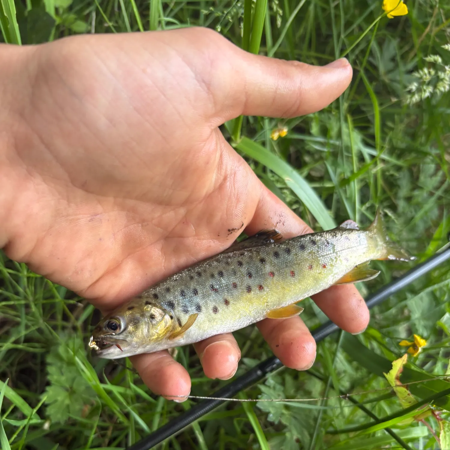Brown trout caught on Fishbrain