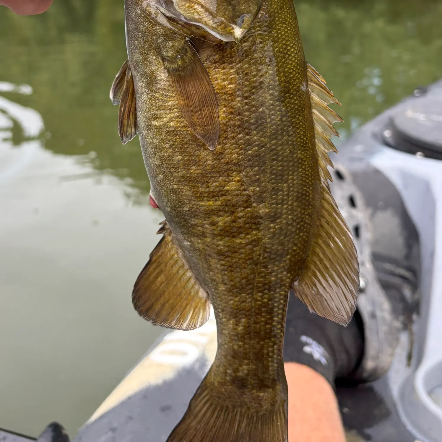 Smallmouth bass caught on Fishbrain