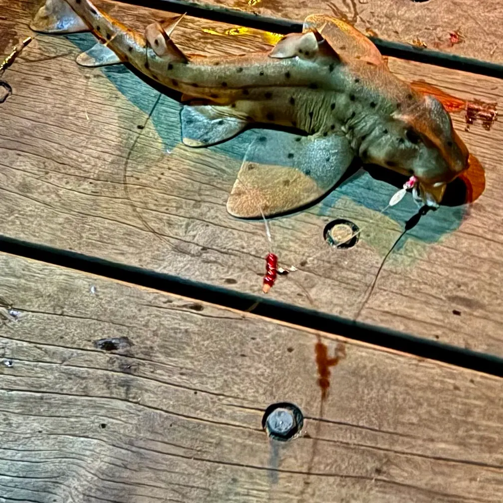 The most recent Horn shark catches on Fishbrain