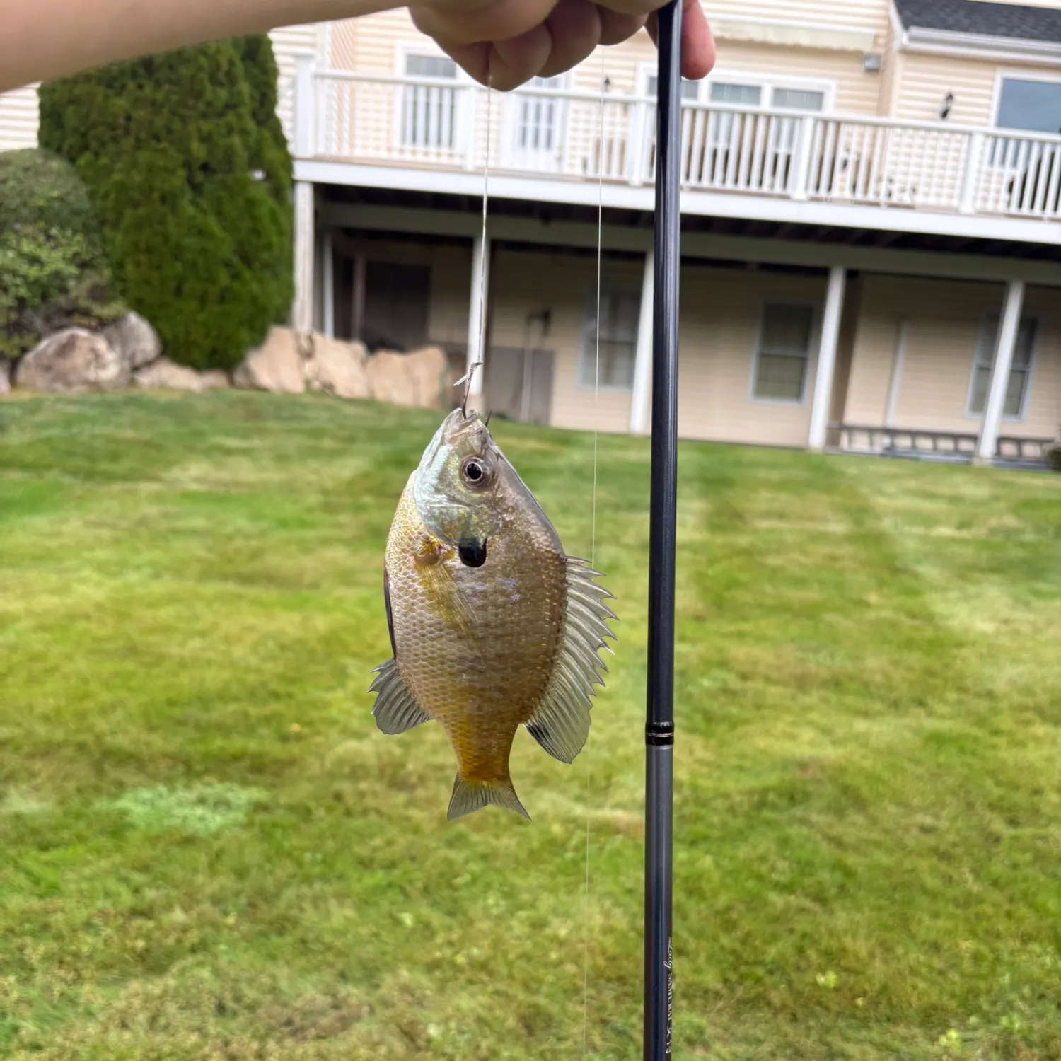 Bluegill caught on Fishbrain