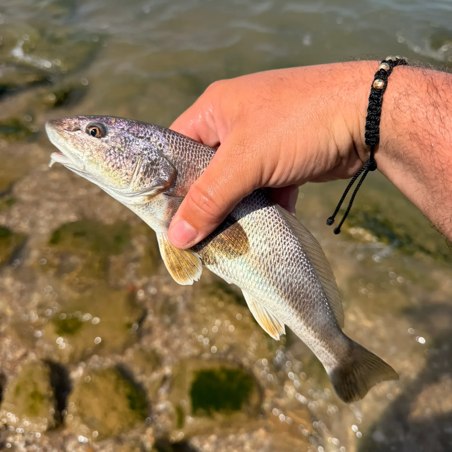 Southern kingcroaker caught on Fishbrain