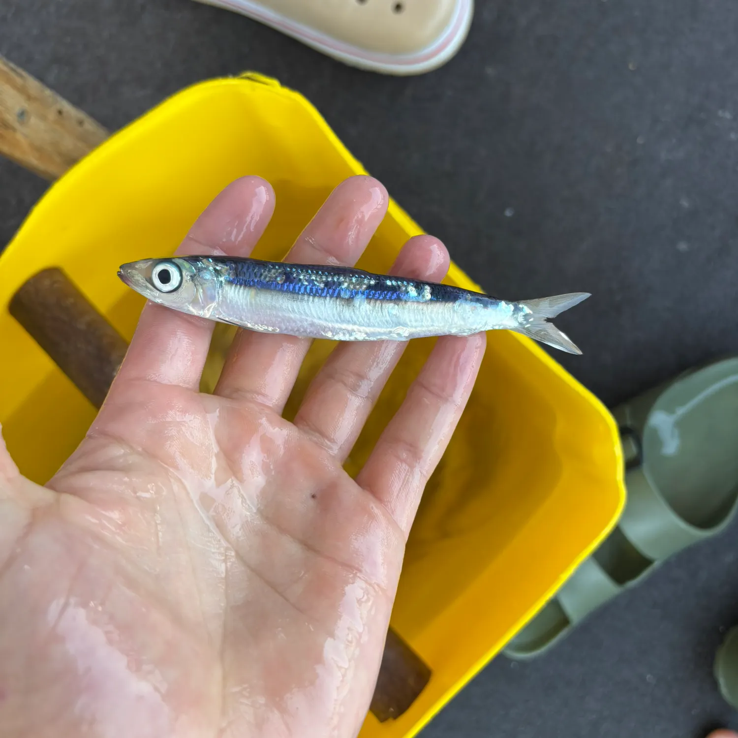 The most recent Bali sardinella catches on Fishbrain