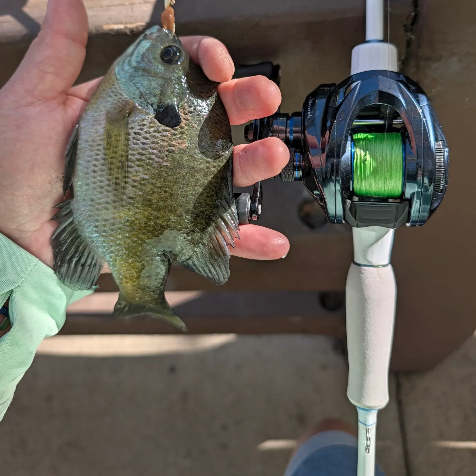 Bluegill caught on Fishbrain