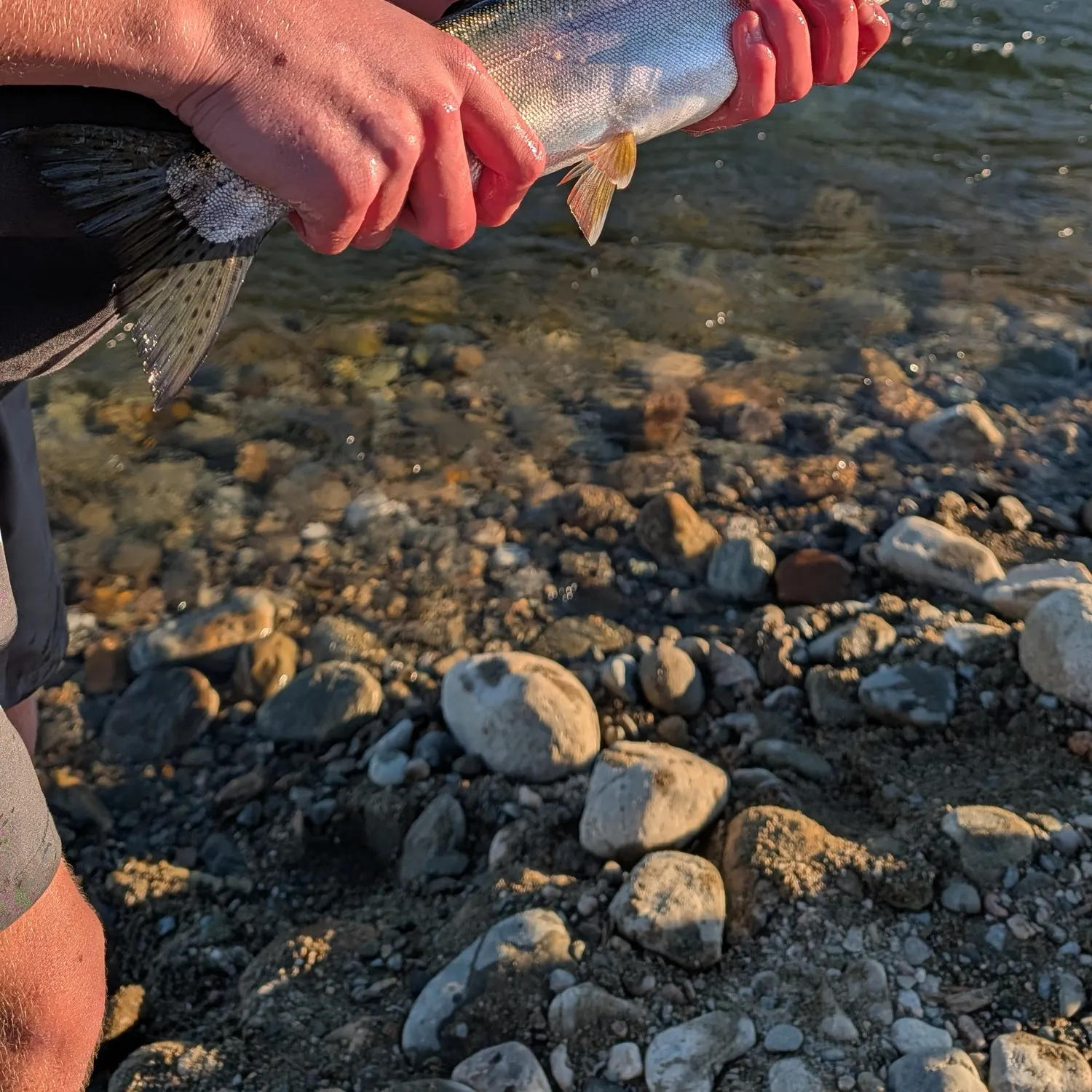 Rainbow trout caught on Fishbrain