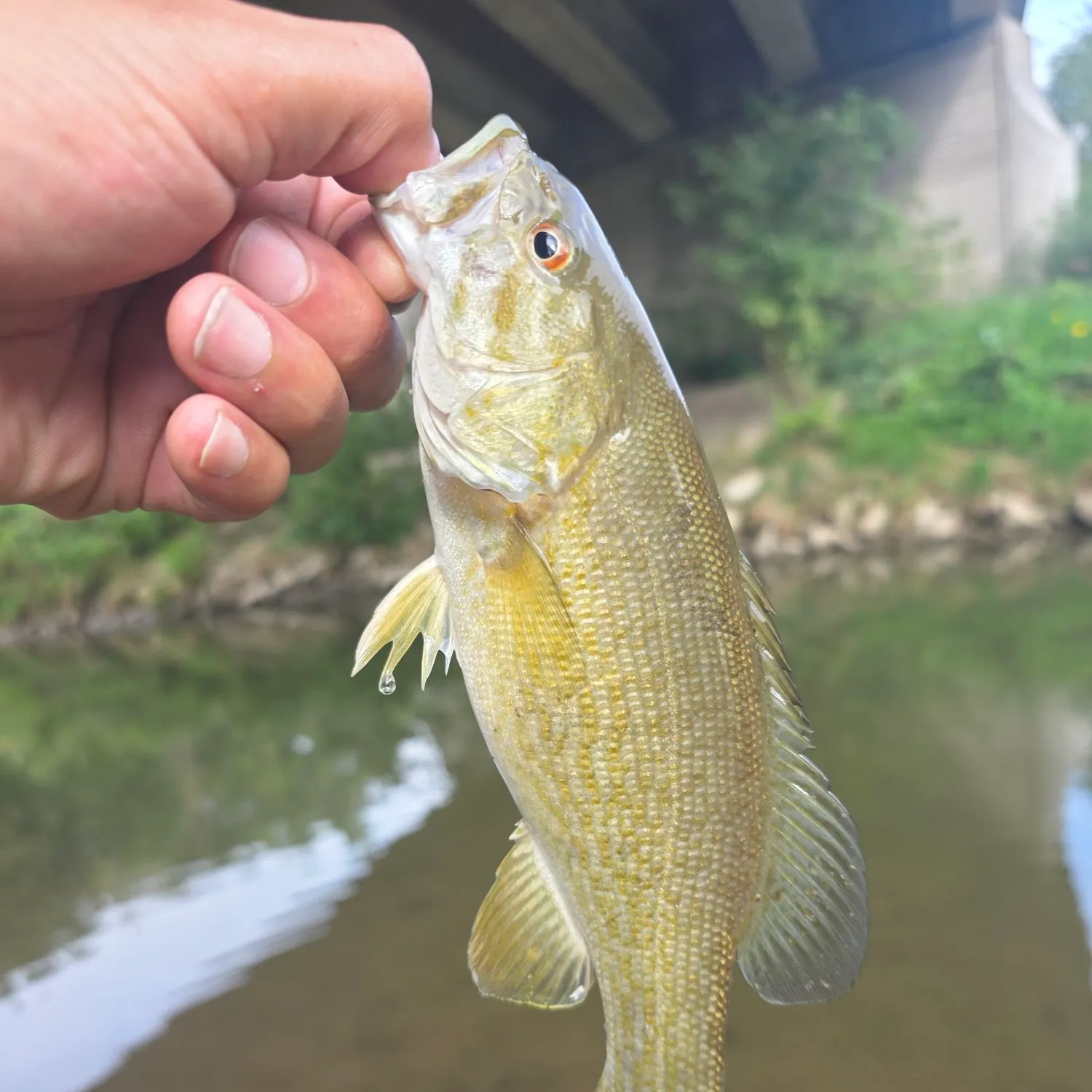 Smallmouth bass caught on Fishbrain