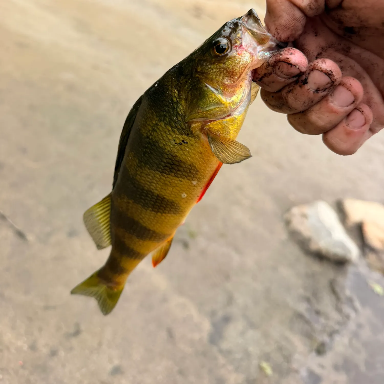 Yellow perch caught on Fishbrain
