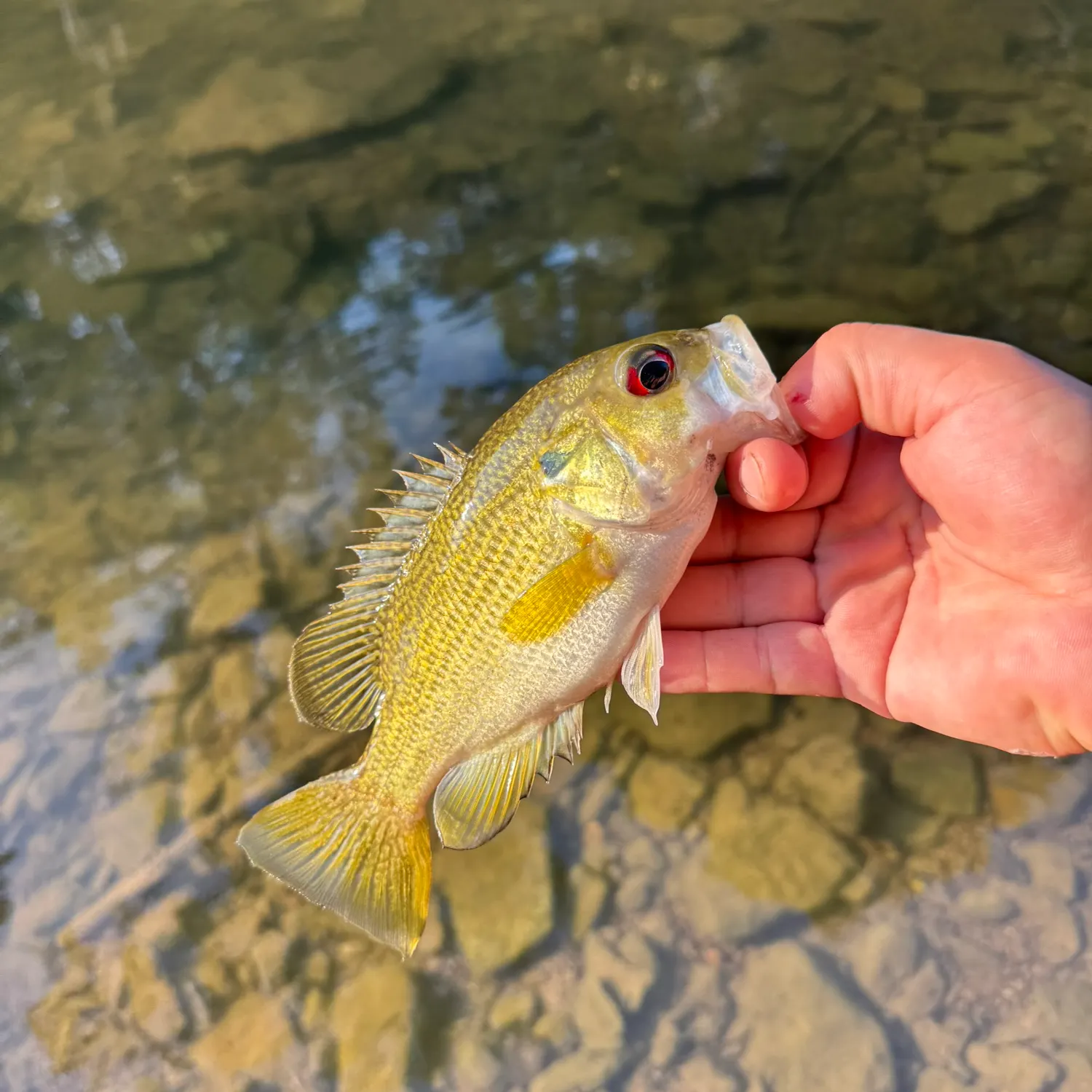 Rock bass caught on Fishbrain