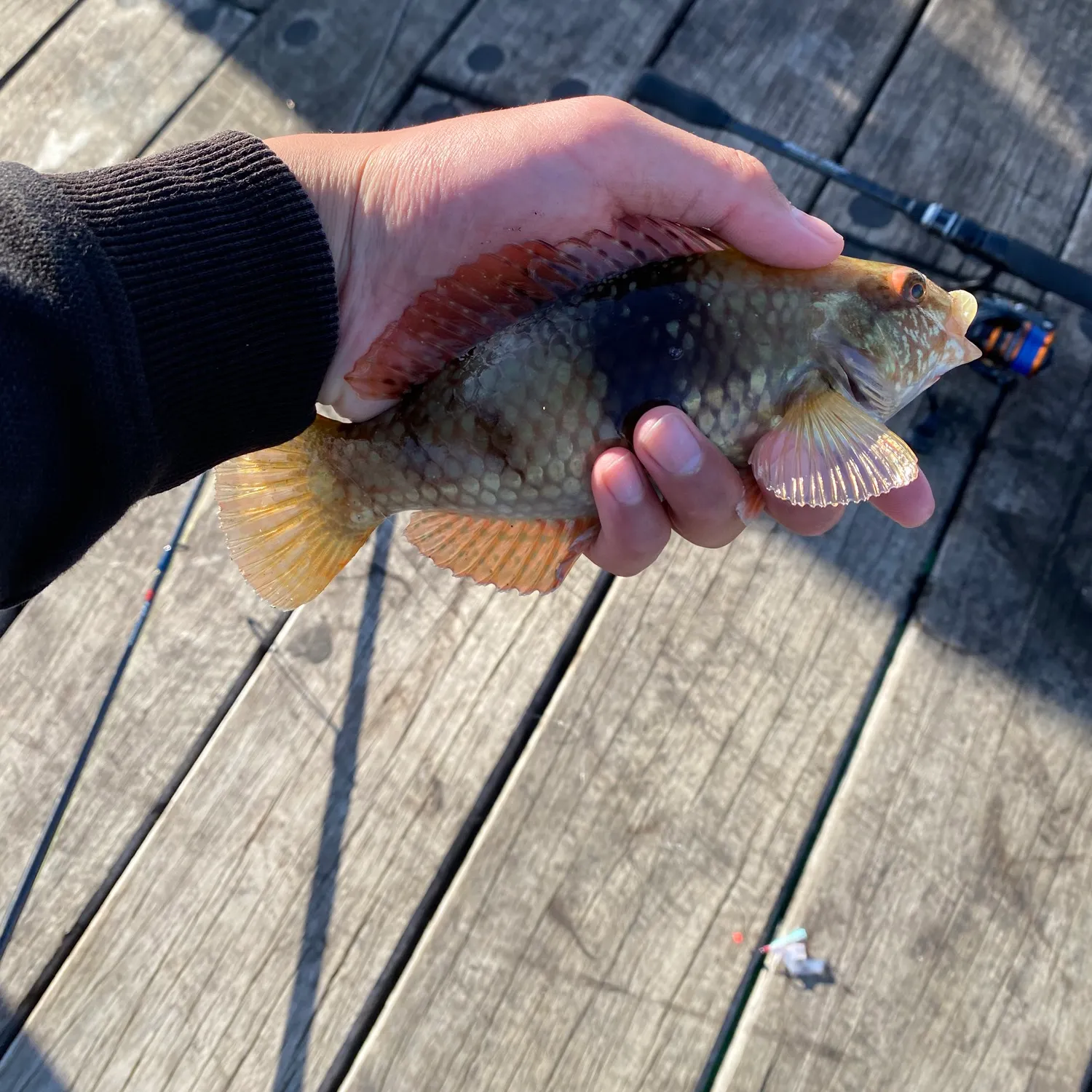 The most recent Blue-throated wrasse catches on Fishbrain