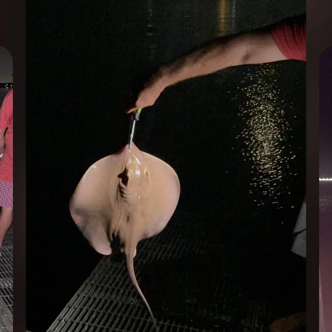 The most recent Atlantic stingray catches on Fishbrain