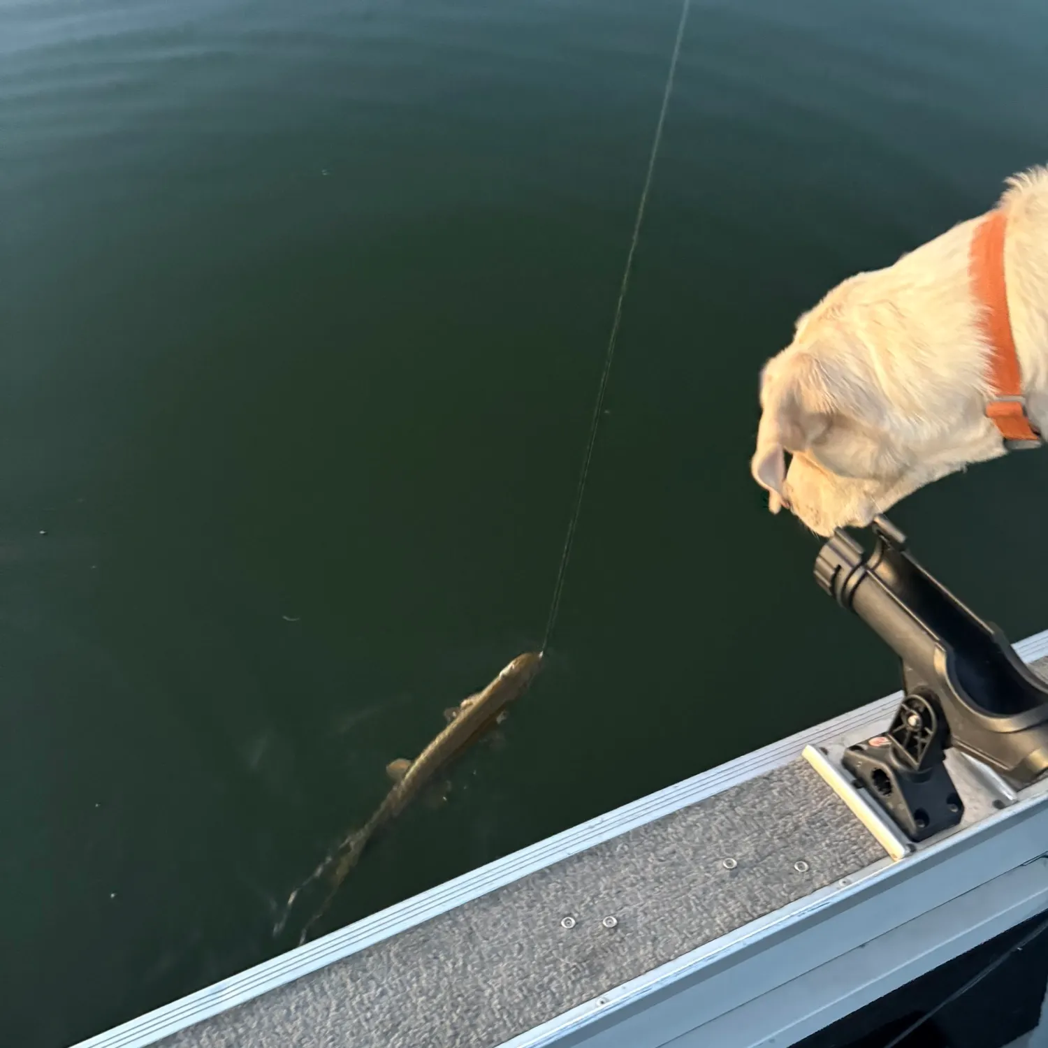 Northern pike caught on Fishbrain