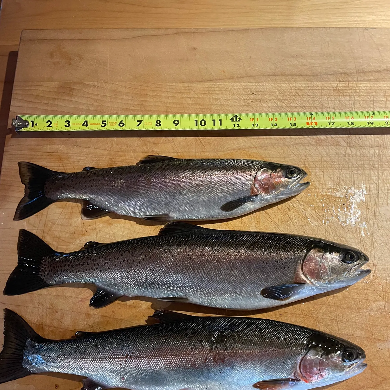 recently logged catches