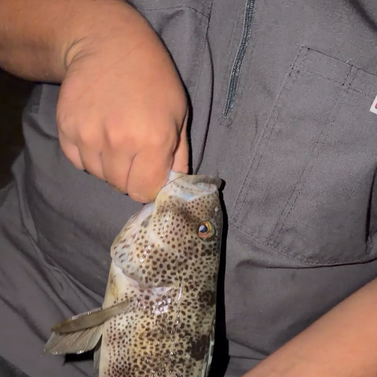 Spotted sand bass caught on Fishbrain
