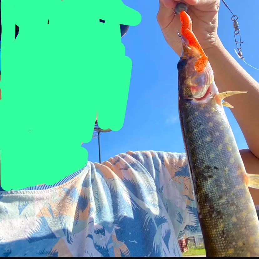 Northern pike caught on Fishbrain