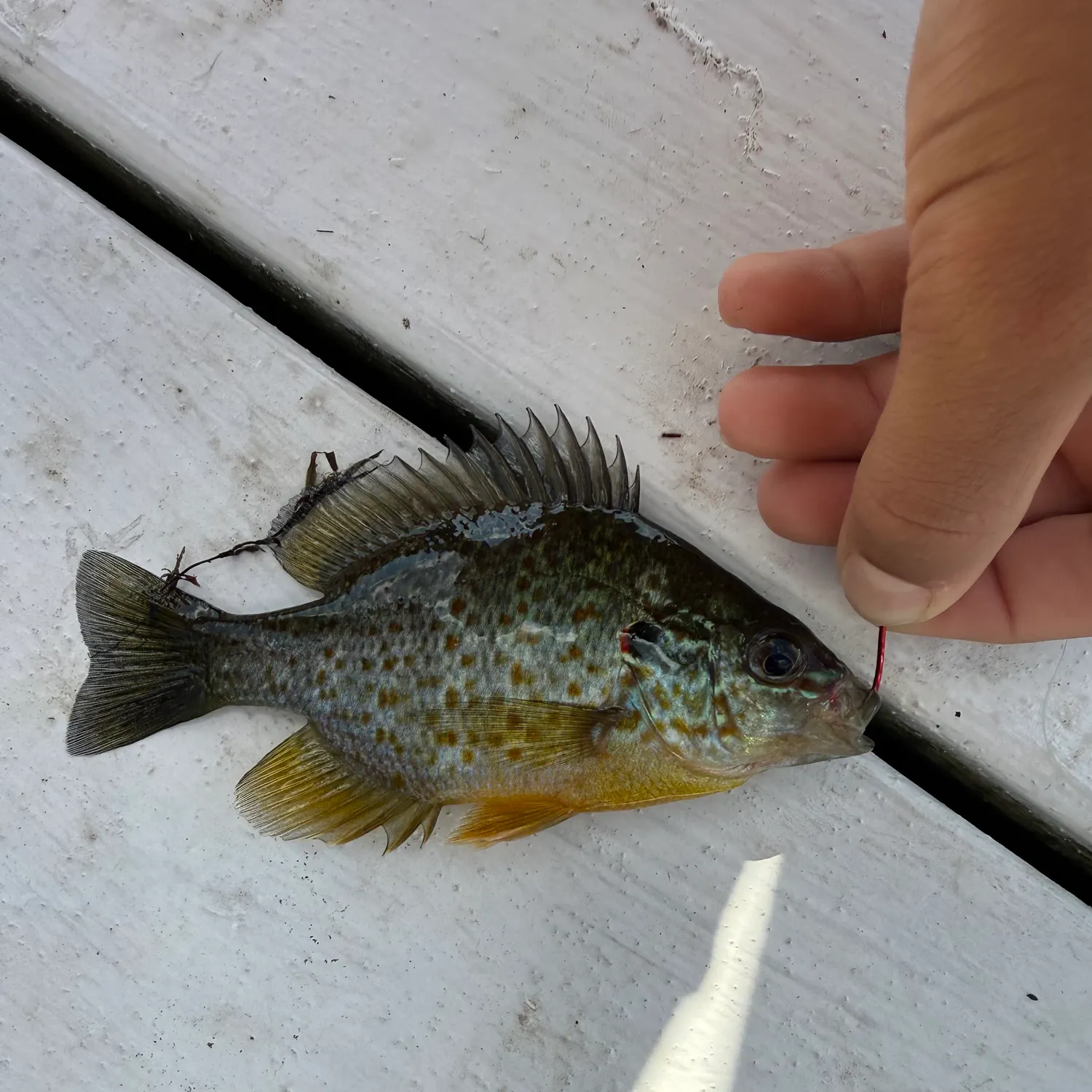 Pumpkinseed caught on Fishbrain