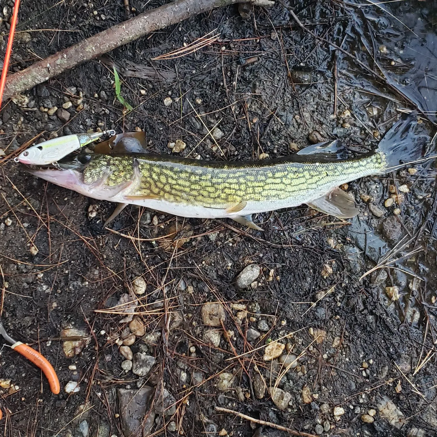 Chain pickerel caught on Fishbrain
