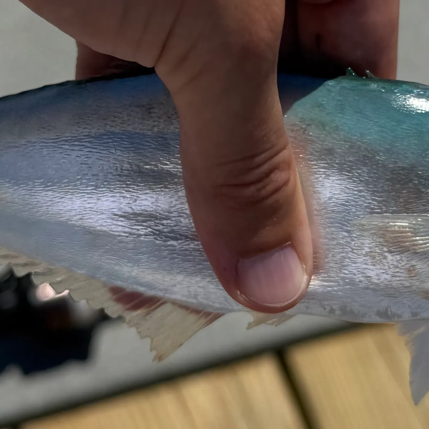 Leatherjack caught on Fishbrain