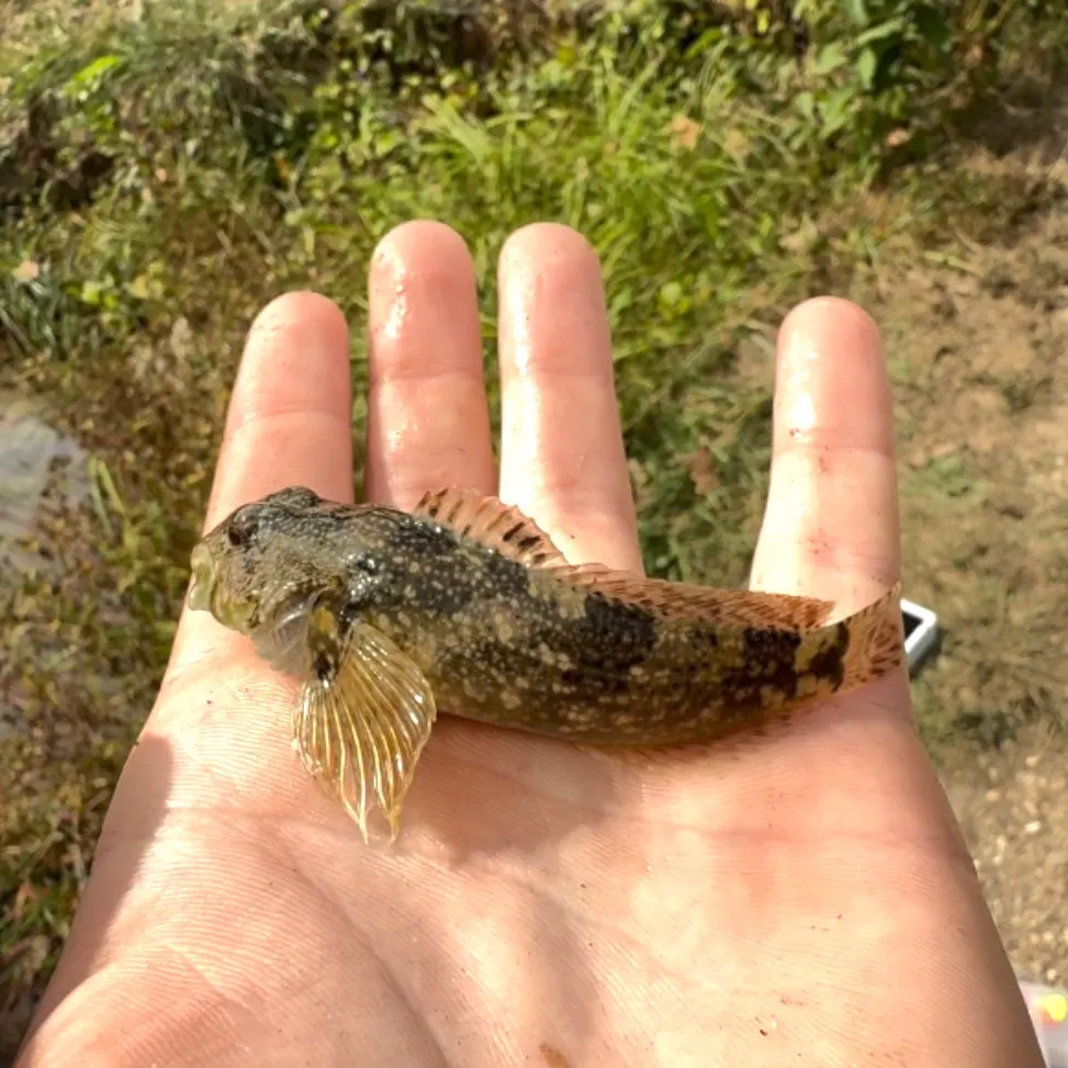 The most recent Knobfin sculpin catches on Fishbrain