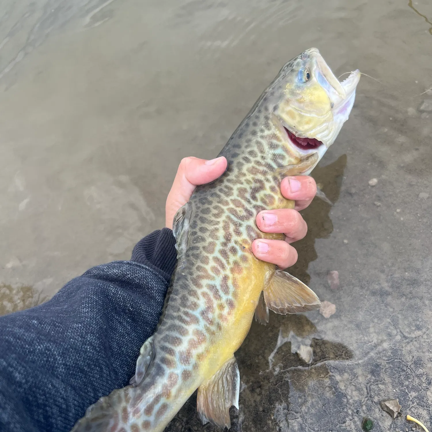 The most recent Tiger trout catches on Fishbrain