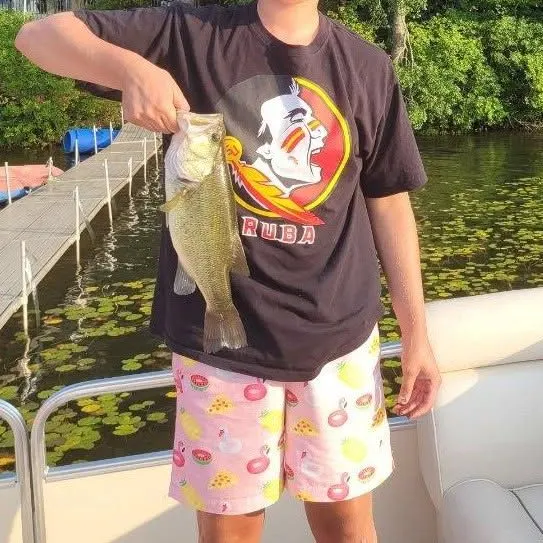 Largemouth bass caught on Fishbrain