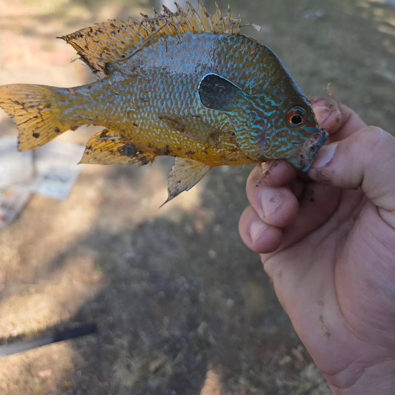 Greengill hybrid caught on Fishbrain