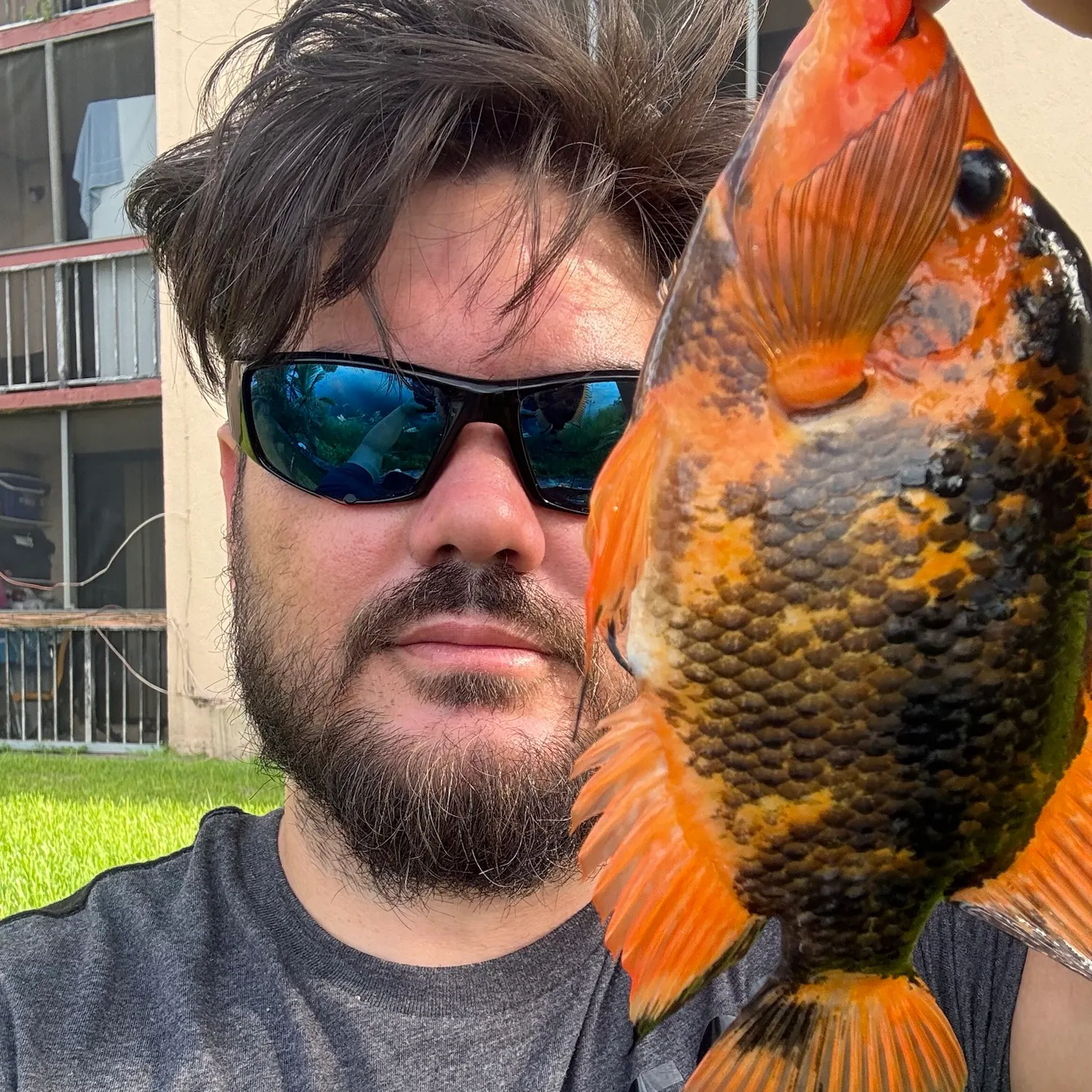 Midas cichlid caught on Fishbrain