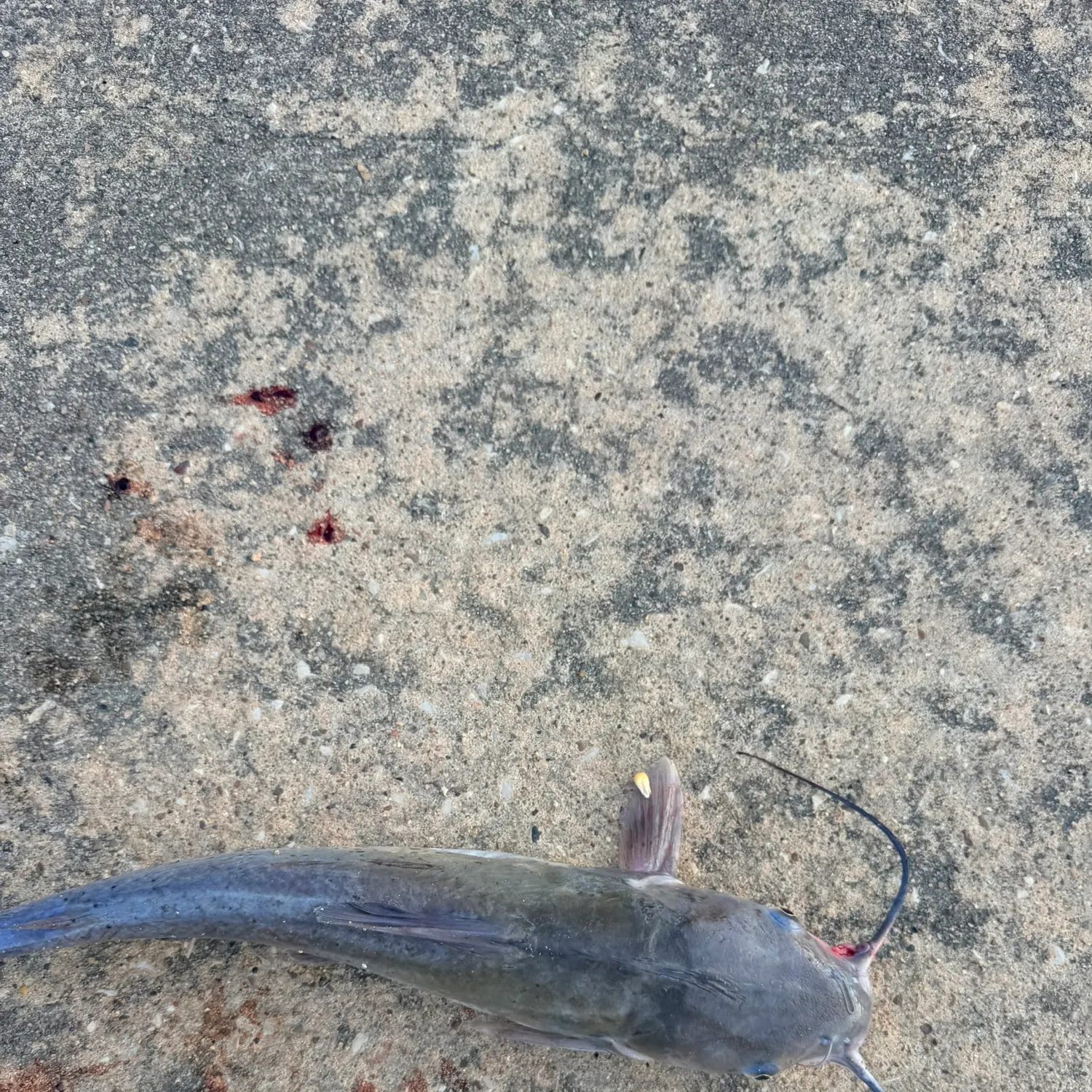 Channel catfish caught on Fishbrain