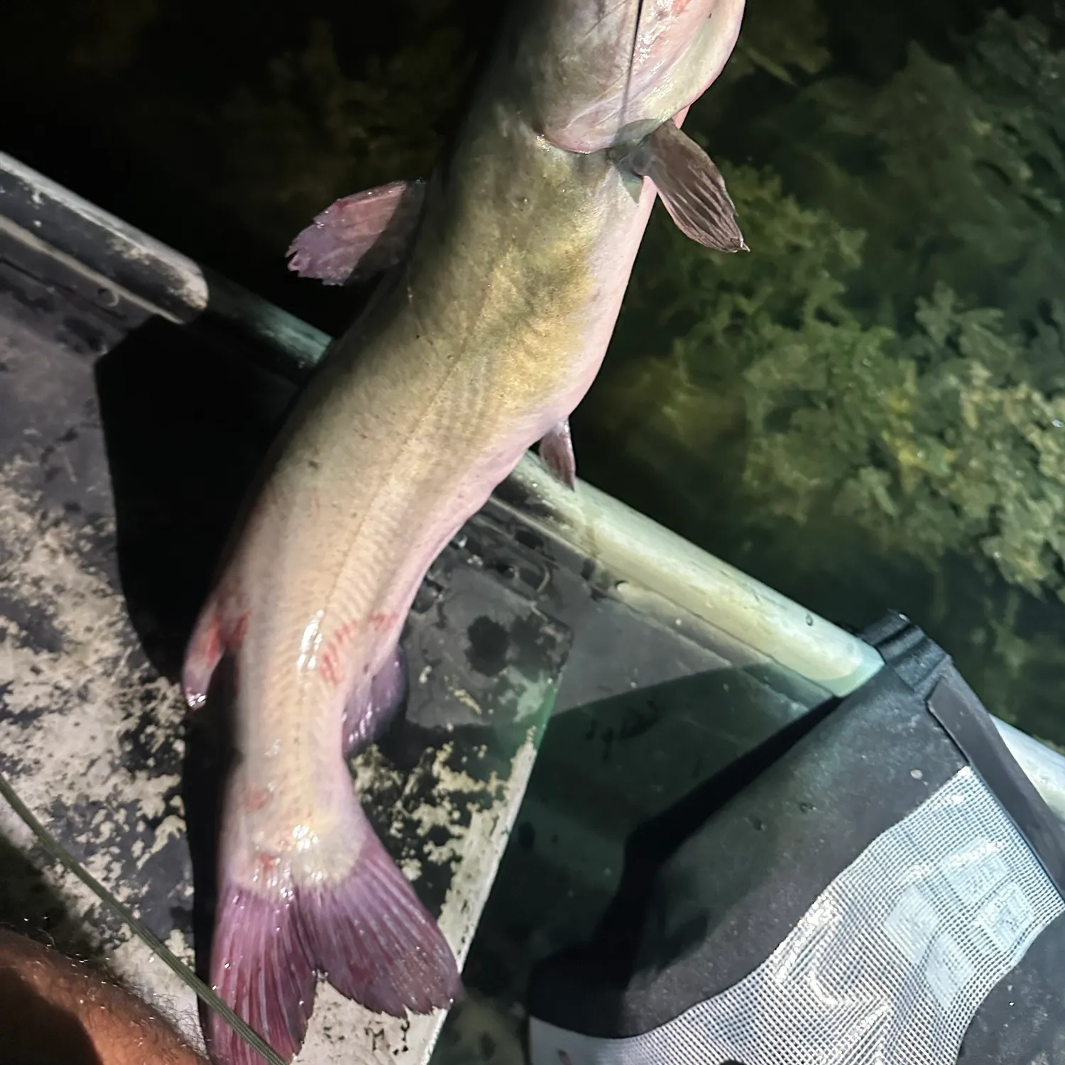Channel catfish caught on Fishbrain
