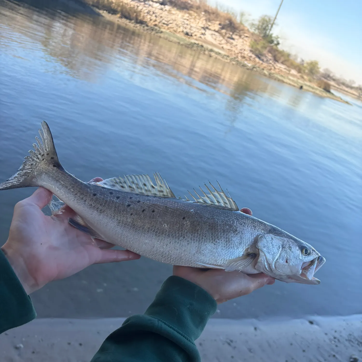 The most recent Spotted seatrout catches on Fishbrain