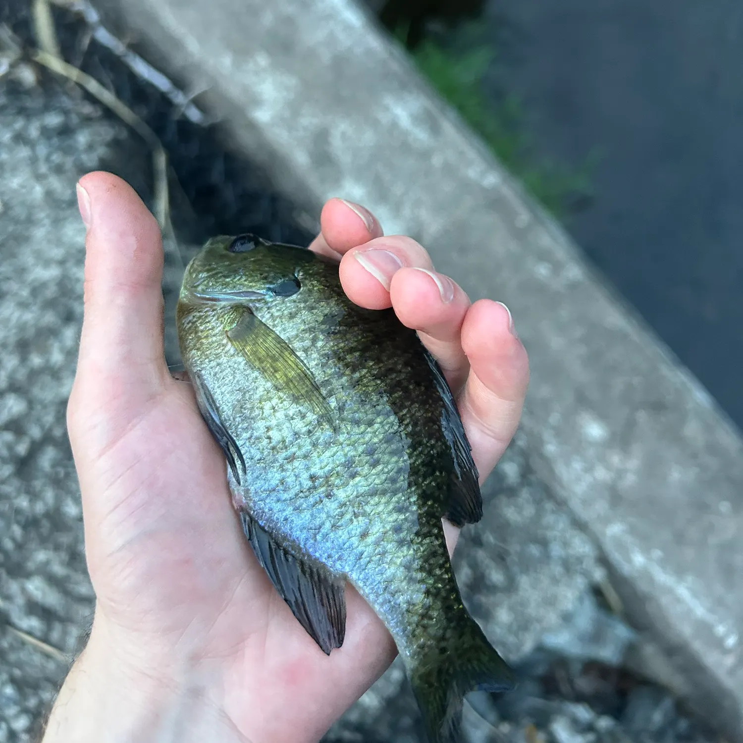 Bluegill caught on Fishbrain