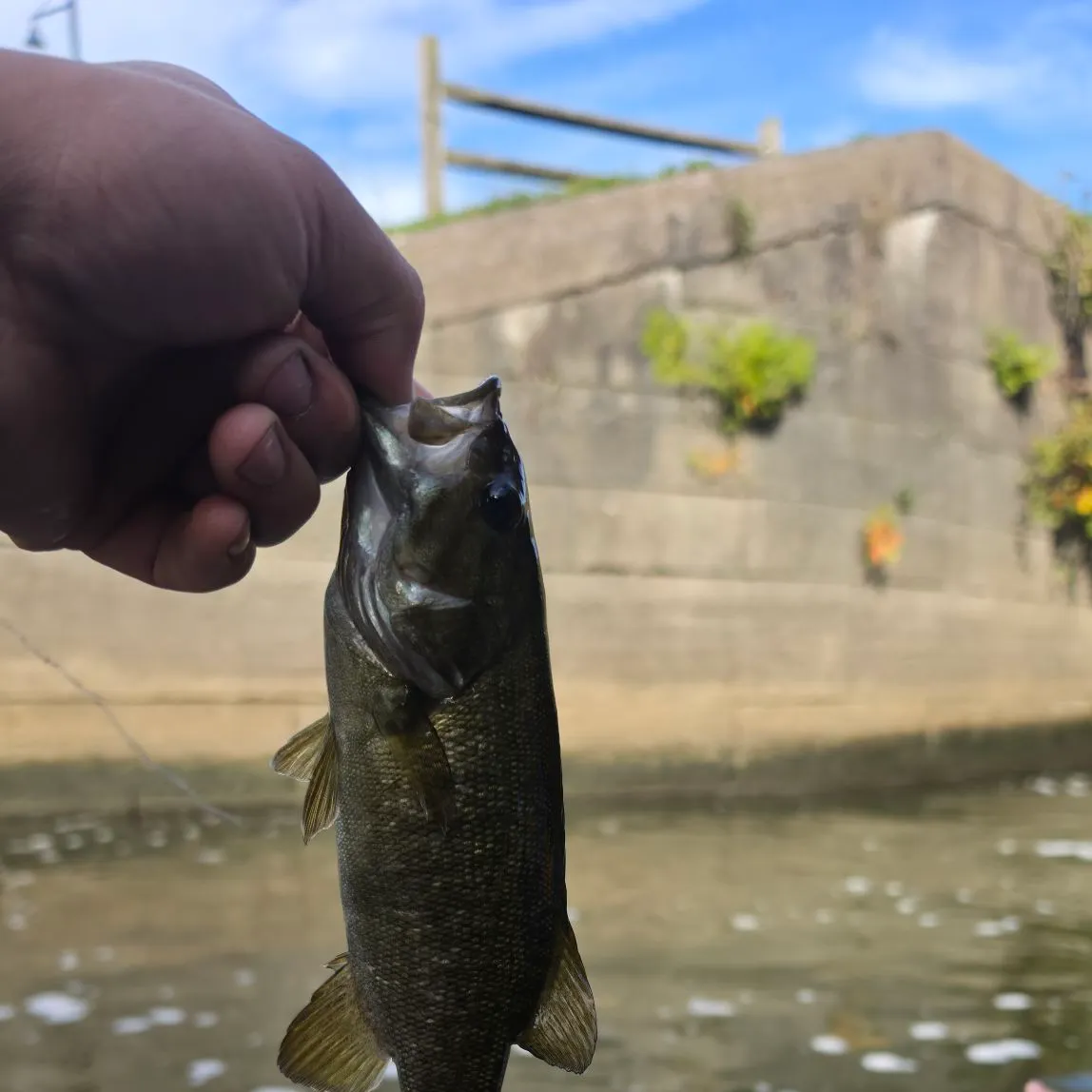 Smallmouth bass caught on Fishbrain